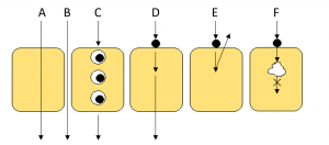 1. ábra A felszívódás mechanizmusai: (A) passzív (transzcelluláris) transzport; (B) paracelluláris transzport; (C) endocitózis; (D) influx, (E) efflux, (F) metabolikus folyamatok